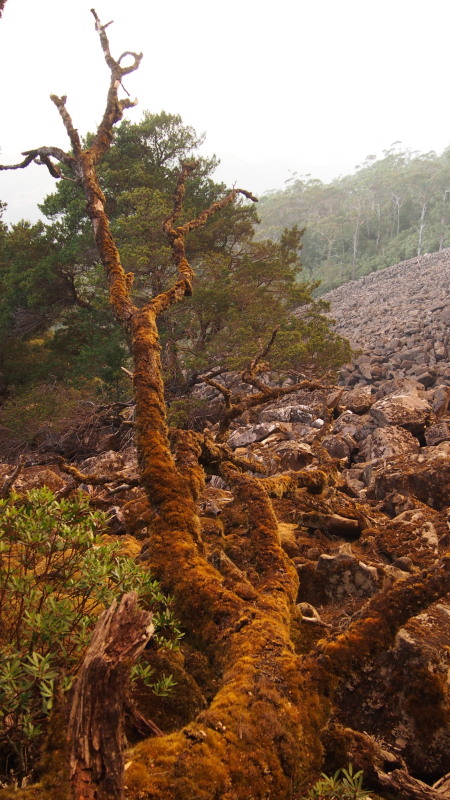 Tasmania